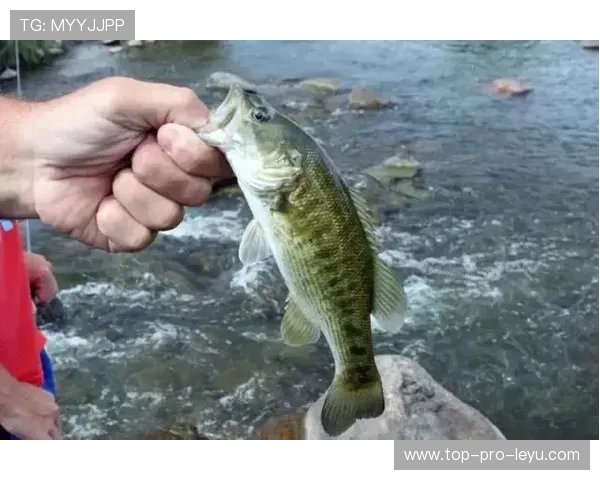 居莱尔 vs 布拉欣·迪亚斯：出场时间与战术价值对比